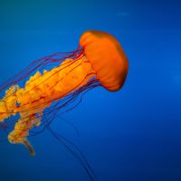 Meduusa